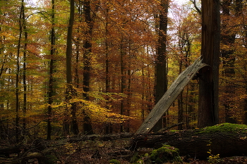 Просто осень пришла / Осенний лесной пейзаж.