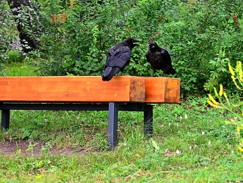 Посидим покаркаем / Две вороны, а может и вОрона мило общались