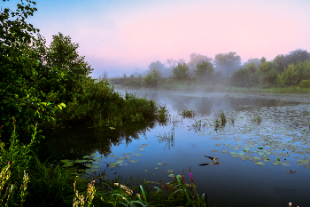 Озеро Сосновое. / Летнее утро.
