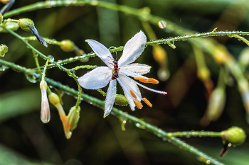 Цветок и муравей / Летний цветок утром в лесу.. Цветок в каплях, после дождя в лесу. Муравьишка на соцветии при боковом свете утреннего солнца. После ночного дождя. Капли на стебле, и капли на цветке.