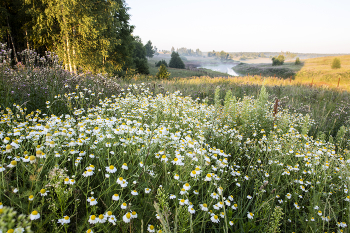&nbsp; / белая ночь приготовила ложе на Псковщине,
белая ночь соловьям на дает отдохнуть.
белая ночь поглядела на луг недокошенный,
чтоб и самой, разметавшись на травах, уснуть...

---