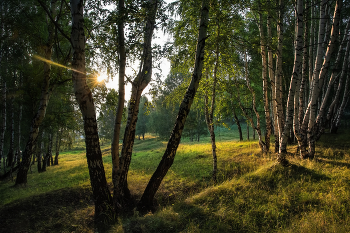 Вечер в березовой роще / Уральская природа