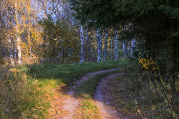 В осеннем лесу. / ***