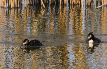 &nbsp; / Большая поганка, или Чомга (Podiceps cristatus)