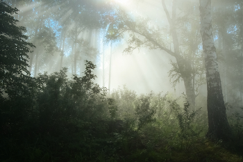 Туманное утро в лесу / ***