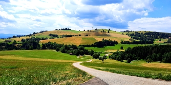 bei Gersbach / die Trockenheit hinterlässt auch hier Spuren