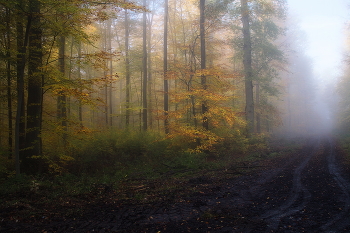 Осенние туманы / Уходящий туман и солнце..Осенний лесной пейзаж.