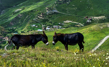 Визави / Северная Осетия. Кавказ