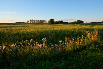 Вечер в поле 2 / Вечер в поле возле пос. Ольгово на окраине Витебска.