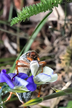  / Майский жук, или Хрущ (Melolontha) на фиалке трёхцветной (Viola tricolor)