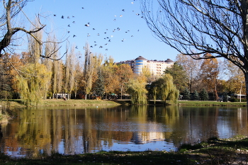 Озеро в парке / Полёт диких голубей над озером