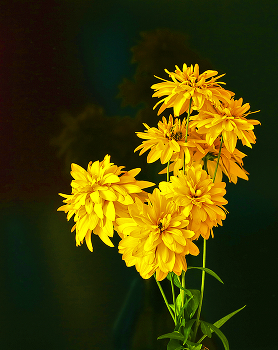 Августовский букет / ***