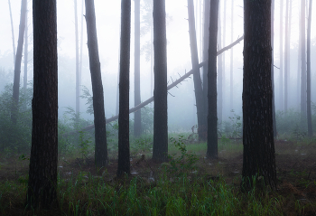 Скоро рассвет / утро в лесу