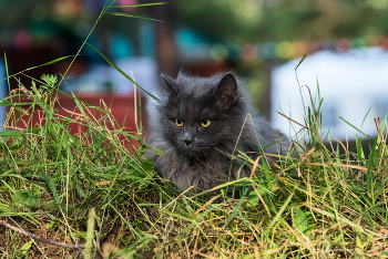 Один из семейства кошачьих / кот