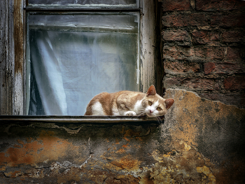 Этюд с кошкой в ржавых тонах / Старые дворы Санкт-Петербурга