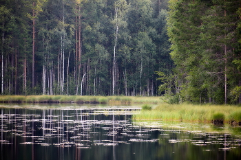 &nbsp; / Карелия. Летнее утро. Озеро Линдоя.