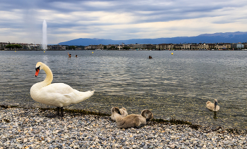 &quot;Гадкие утята&quot; с мамой (или с папой?) / Швейцария, Женева, Женевское озеро, лебеди, непогода