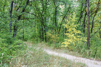 В лесу утром, в конце августа.. / На лесной тропе. ходящей в глубину леса. За дорожкой признаки осени, пожелтевшая листва на дереве. Утром в зеленом лес в конце августа.