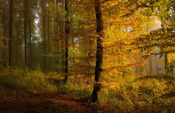 Лучик солнца / Утренние прогулки в осеннем лесу.