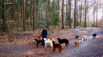 Кинолог с собаками / В лесу встретила эту большую компанию. Девушка любезно разрешила сделать фото. Там ещё парочка собак сзади плелась - они в кадр не вместились. Я их отдельно сняла.