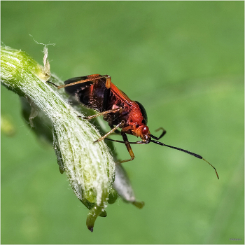  / Красный капсид, или Миридный жук, или Клоп-слепняк (Deraeocoris ruber)