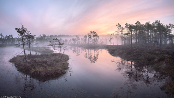&quot;Туманные топи&quot; / Туманное утро на болотах Ленинградской области прекрасно. С каждым годом красоты северных болот привлекают всё больше и больше желающих ими полюбоваться. Приглашаю в фототуры на болота: летом, осенью, зимой!