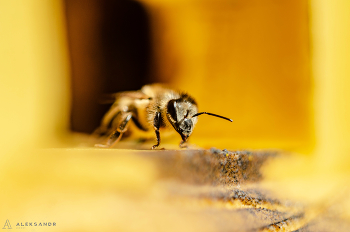 пчела возле улия / какой профиль,четко,уверенно и спокойно