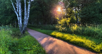 Вечернее солнце / Английский парк Санкт -Питербург