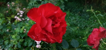 Цветок / Канадская роза.