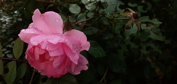 Цветок / Канадская роза