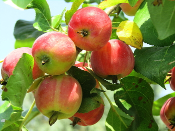 КУБАНСКИЕ ! / САД. ЯБЛОНЯ. КУБАНЬ.