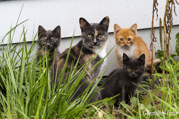 семейка / бездомные кошки
