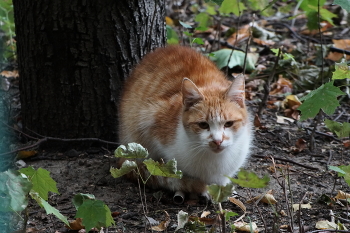 Осенний котик / Осенний котик