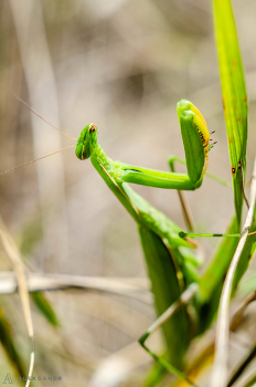 молиться / Богомолы - отряд (Mantodea) насекомых, который насчитывает более 2400 видов примерно в 460 родах в 33 семействах. Самым крупным семейством является Mantidae (&quot;богомолы&quot;). Богомолы распространены по всему миру в умеренных и тропических местообитаниях. У них треугольные головы с выпученными глазами, опирающиеся на гибкие шеи. Их удлиненные тела могут иметь или не иметь крыльев, но все мантодеи имеют передние конечности, которые значительно увеличены и приспособлены для ловли и захвата добычи; их вертикальная поза, в то время как они остаются неподвижными со сложенными предплечьями, привела к общему названию богомол.