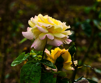 Розы и &quot;слезы&quot; / Крым, Симферополь. Ботанический сад Крымского федерального университета