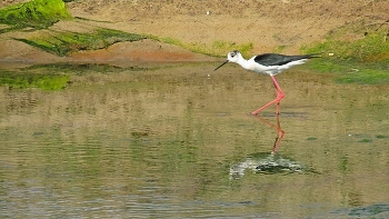 МОЛОДОЙ КУЛИК / СОЛЁНОЕ ОЗЕРО. ПТИЦЫ И ЖИВОТНЫЕ ЗДЕСЬ ЛЕЧАТСЯ. ЛЮДИ НАБЛЮДАЯ ЗА НИМИ ПОНЯЛИ ЦЕЛЕБНОСТЬ ВОДЫ.