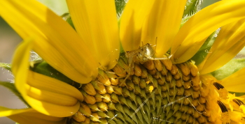 Защитная окраска / Жёлтый паучок на жёлтом подсолнухе