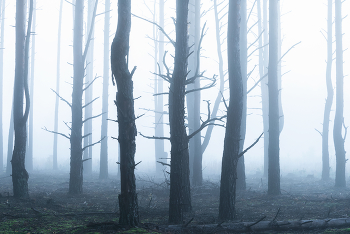 Туманный лес сентября / утро в лесу