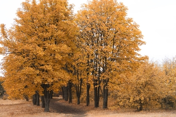 Серое небо желтой листвы .. / ...