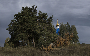 &nbsp; / Дерево сосна