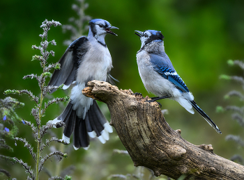 Blue Jay / Многие замечают, что голубые сойки, довольно тихие весной и летом, осенью становятся шумными . Весной и в начале лета, когда они гнездятся, сойки, как правило, более скрытны. Осенью, когда они роются в поисках еды, а ястребы присутствуют чаще, они сообщают разнообразную информацию и предупреждения своими крикам