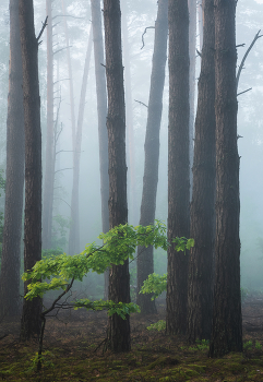 Лес в утреннем тумане / Утро в лесу