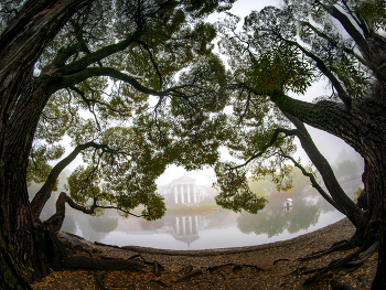 Туманная сказка / Утро в ботаническом саду