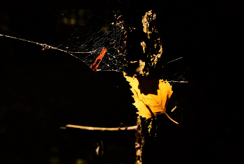 Сорванный ветром лист спрашивает: "За что?..." / "От дружной ветки отлученный
 Летит листок уединенный,
 Куда летит?... Не знает сам ..."
 В.А.Жуковский