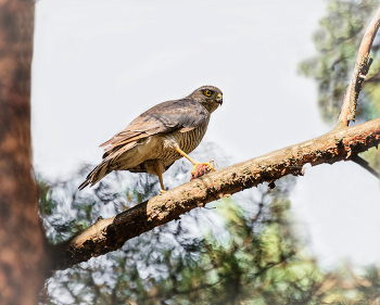 Суровый взгляд.. / ястреб с добычей..