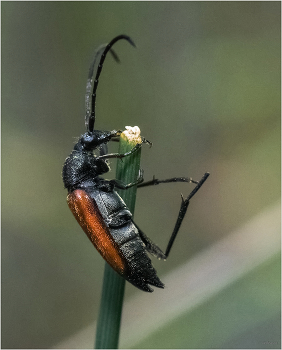 Хвататься за соломинку... / Усач Лептура (Stictoleptura rubra). Самка, вроде