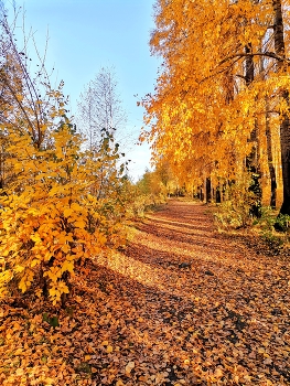 Прощальный поцелуй осени / Прогулка в парке Топольники
порадовала золотой листвой
 и вечерним солнцем