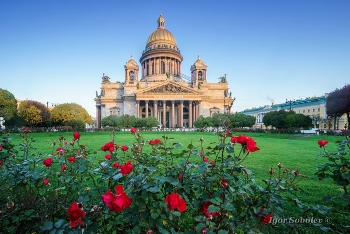 Исаакиевский собор с розами / Утро с розами у Исаакиевского собора.