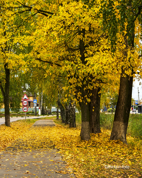 Осень в разгаре / улица,тополя покрылись золотом