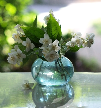 Чубушник / Чубушник часто называют жасмином, хотя это совсем другое растение. Но запах чудесный.